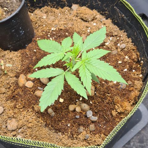 Hyperion F1  growlog timeline photo