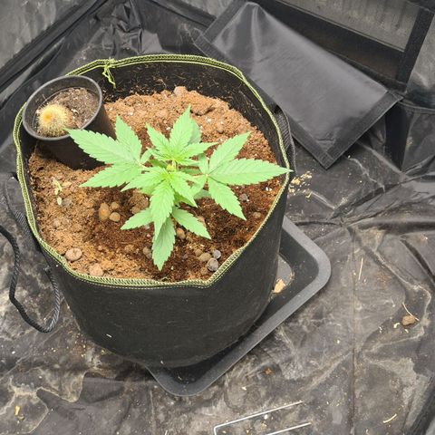 Hyperion F1  growlog timeline photo