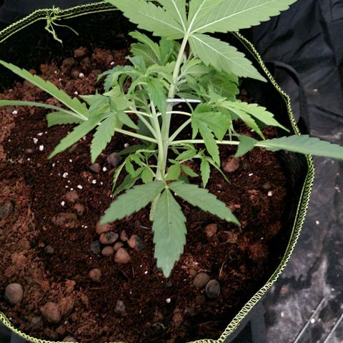 Hyperion F1  growlog timeline photo