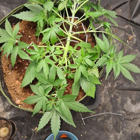 Hyperion F1  growlog timeline photo