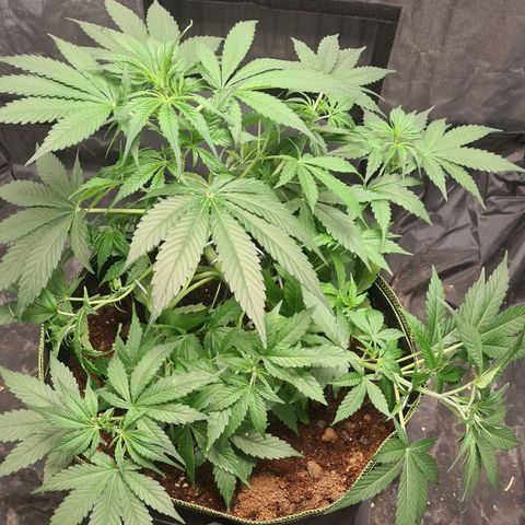 Hyperion F1  growlog timeline photo