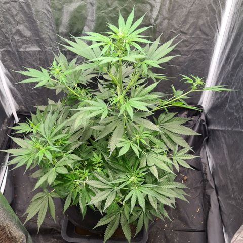 Hyperion F1  growlog timeline photo