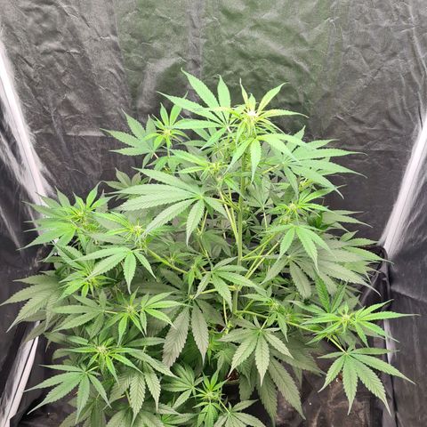 Hyperion F1  growlog timeline photo