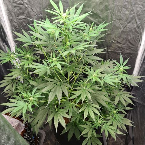 Hyperion F1  growlog timeline photo