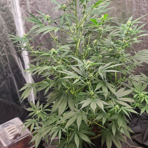 Hyperion F1  growlog timeline photo
