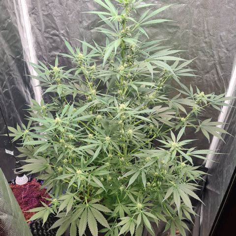 Hyperion F1  growlog timeline photo