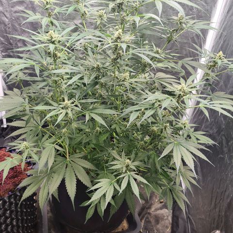 Hyperion F1  growlog timeline photo