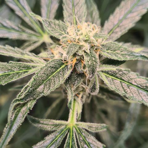 Hyperion F1  growlog timeline photo