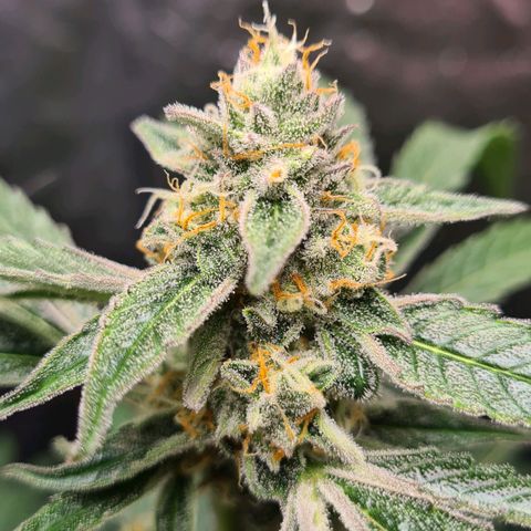Hyperion F1  growlog timeline photo