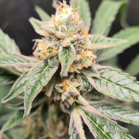 Hyperion F1  growlog timeline photo