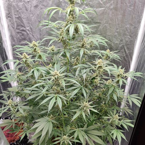 Hyperion F1  growlog timeline photo