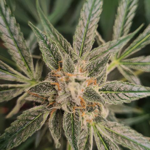 Hyperion F1  growlog timeline photo