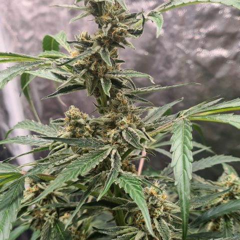 Hyperion F1  growlog timeline photo