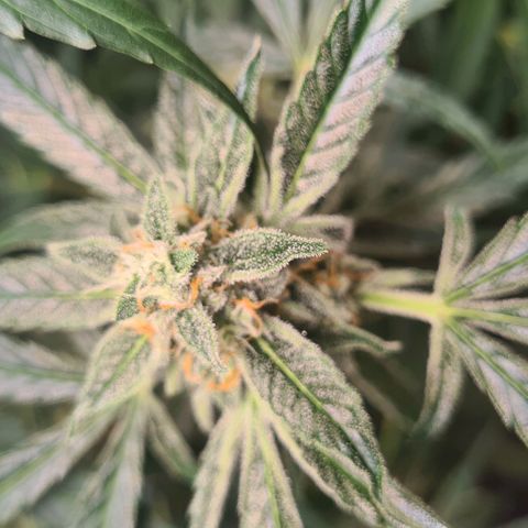 Hyperion F1  growlog timeline photo