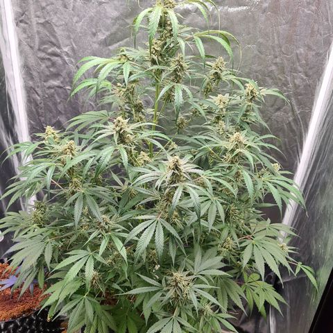 Hyperion F1  growlog timeline photo