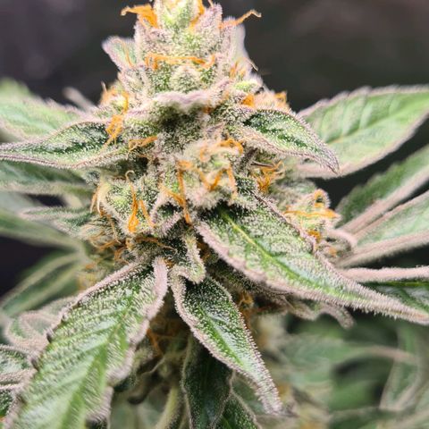 Hyperion F1  growlog timeline photo