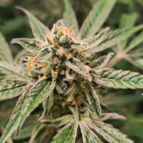 Hyperion F1  growlog timeline photo