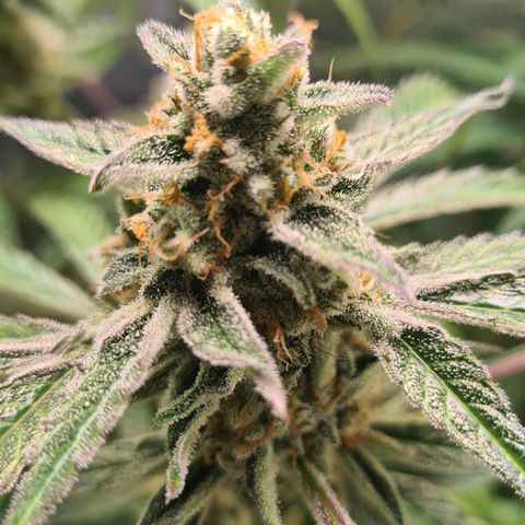 Hyperion F1  growlog timeline photo