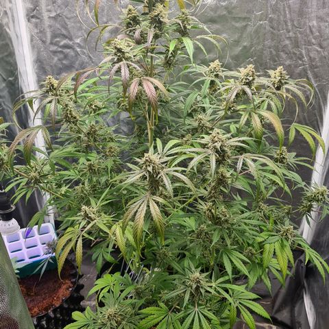Hyperion F1  growlog timeline photo