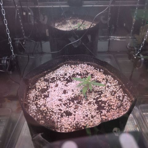  Dörte growlog timeline photo