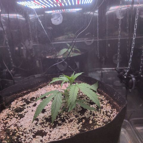  Dörte growlog timeline photo