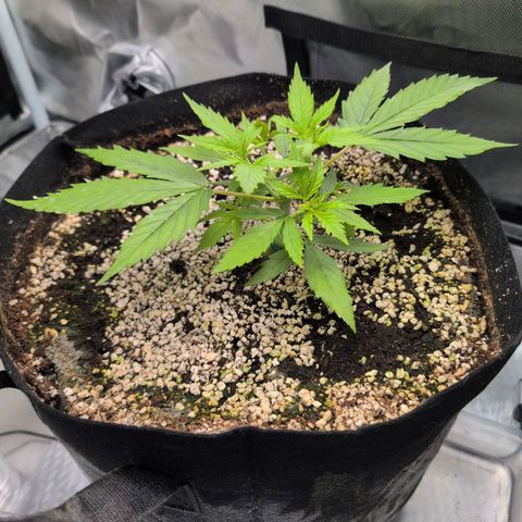  Dörte growlog photo: topped yday