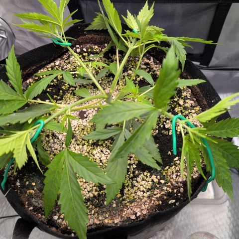  Dörte growlog photo: LST