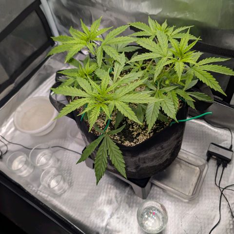 Dörte growlog timeline photo