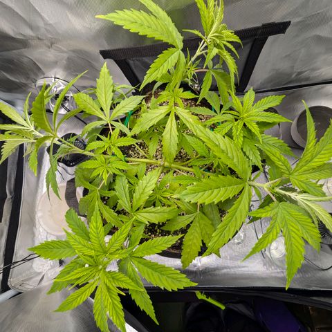  Dörte growlog photo: LST