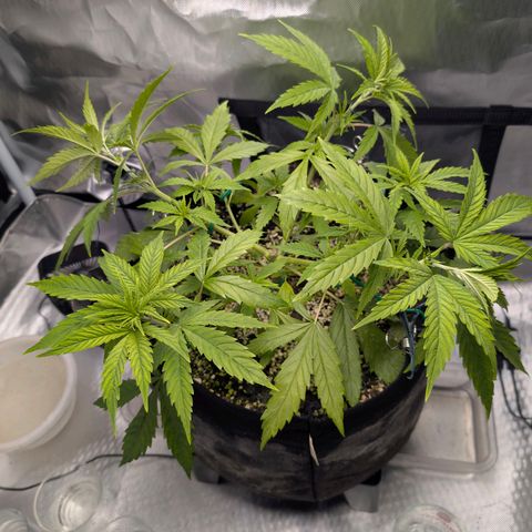  Dörte growlog photo: LST