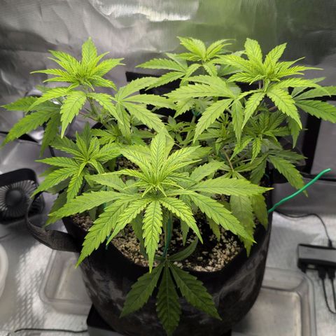  Dörte growlog photo: LST