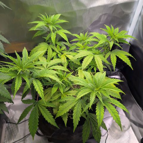  Dörte growlog timeline photo