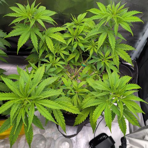  Dörte growlog timeline photo