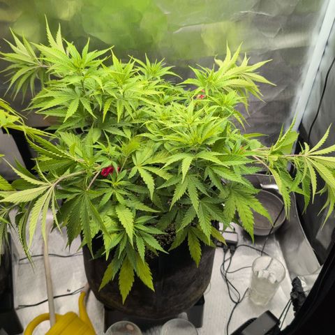  Dörte growlog timeline photo