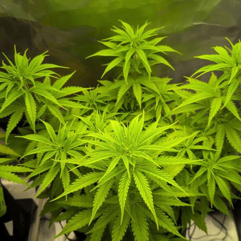  Dörte growlog timeline photo
