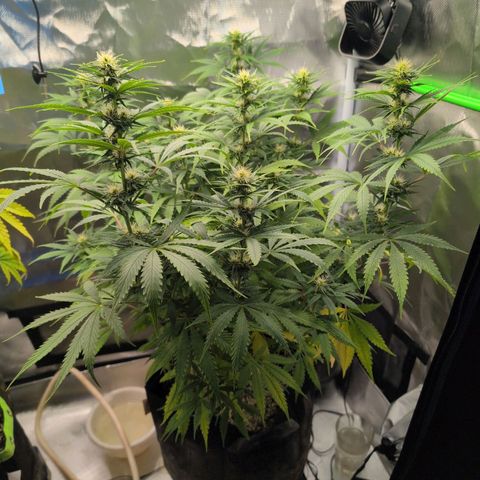  Dörte growlog timeline photo