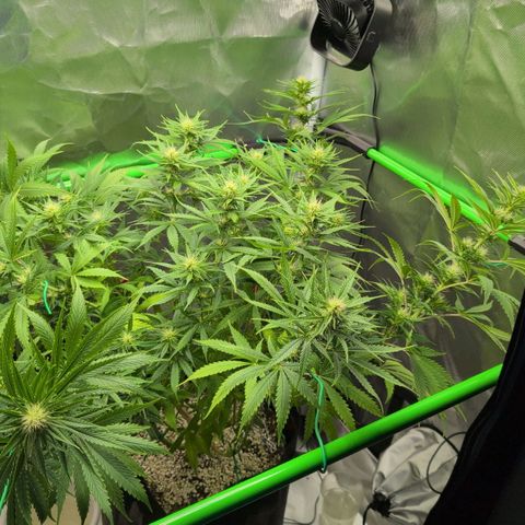  Dörte growlog photo: defoliation
lst