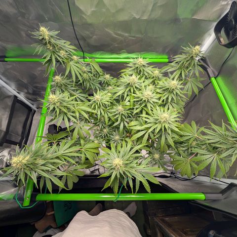 Dörte growlog photo: lollipopped
watered
defoliated
