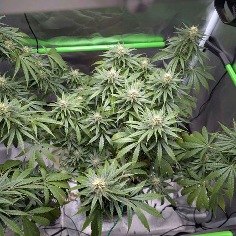  Dörte growlog photo: lollipopped
watered
defoliated