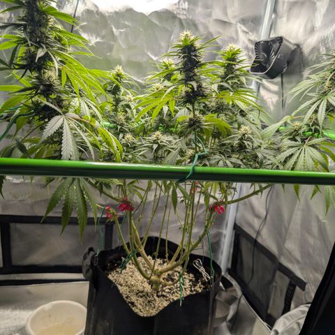  Dörte growlog photo: lollipopped
watered
defoliated