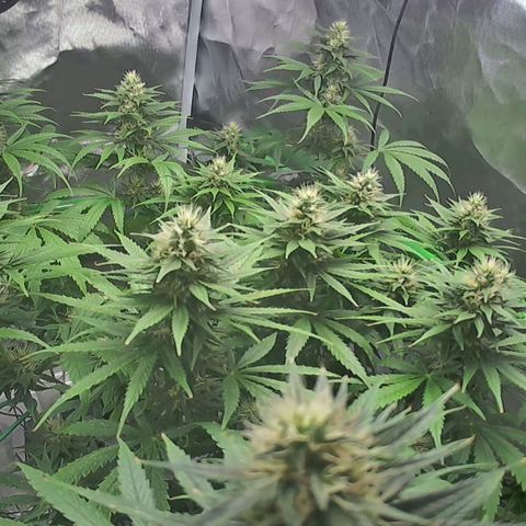  Dörte growlog timeline photo