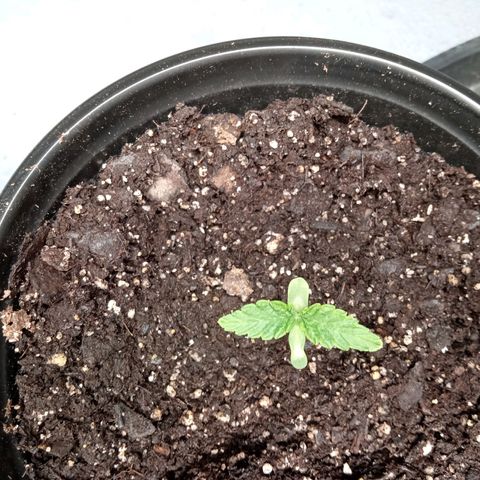 (Orig) White Widow growlog timeline photo