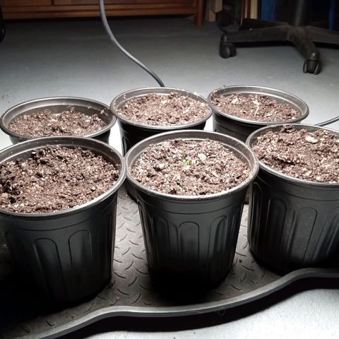 (Orig) White Widow growlog timeline photo