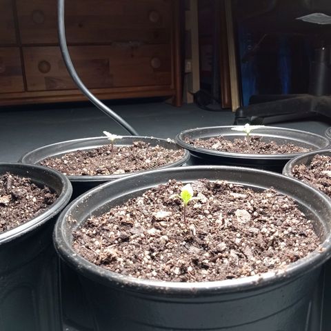 (Orig) White Widow growlog timeline photo