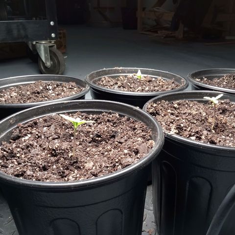 (Orig) White Widow growlog timeline photo