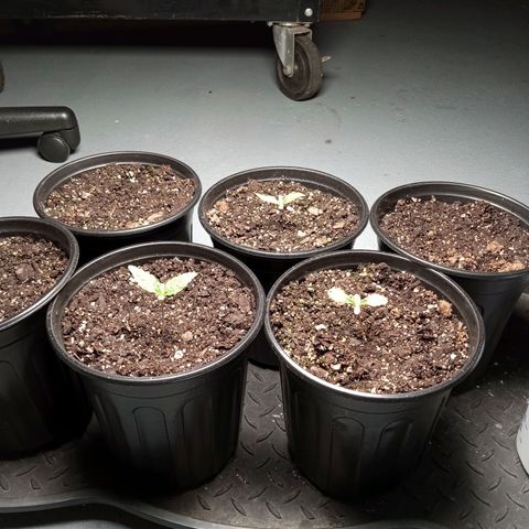 (Orig) White Widow growlog timeline photo