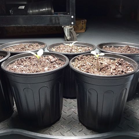 (Orig) White Widow growlog timeline photo