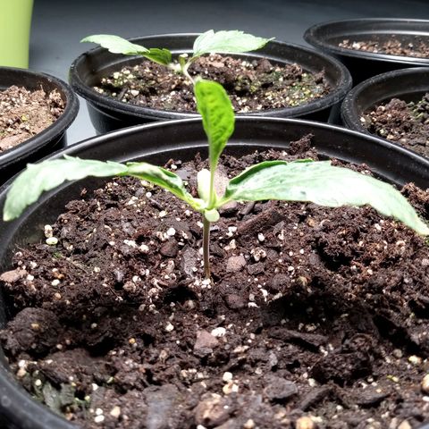 (Orig) White Widow growlog timeline photo