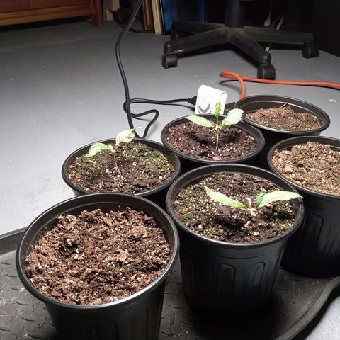 (Orig) White Widow growlog timeline photo