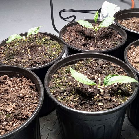 (Orig) White Widow growlog timeline photo